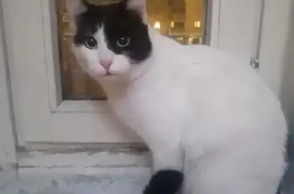 Найдена кошка, Москва, фото: Кошка найдена: Изюмская ул., 30, Москва