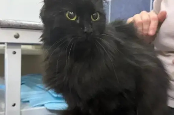 Найдена кошка, Лебяженское городское поселение, фото: Найдена кошка, 41А-007, Лебяженское поселение