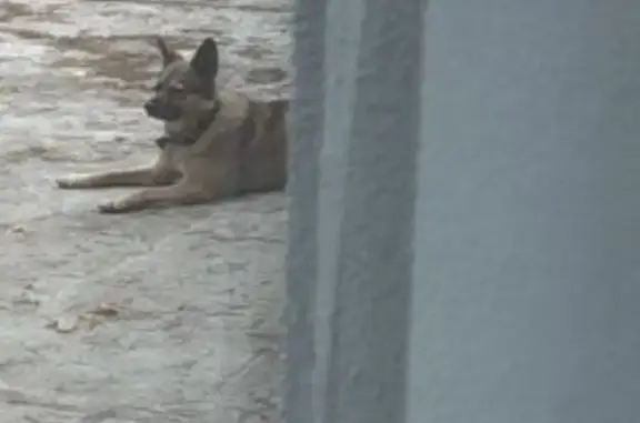 Пропала рыжая собака, Серебряный Бор 13