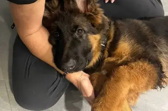 Пропал щенок овчарки, Совхозная, Невское