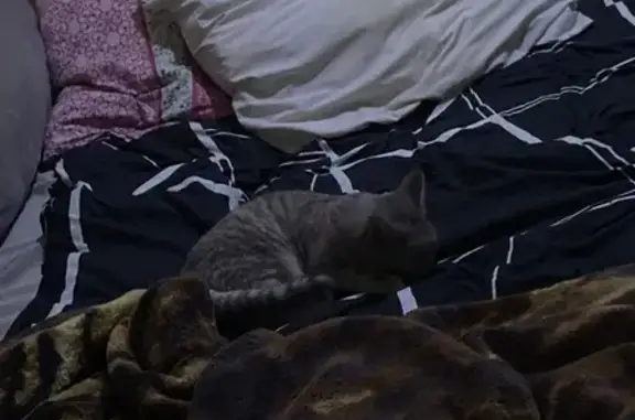 Найдена кошка, Электросталь, фото: Найдена кошка, ул. Победы 3 к1, Электросталь