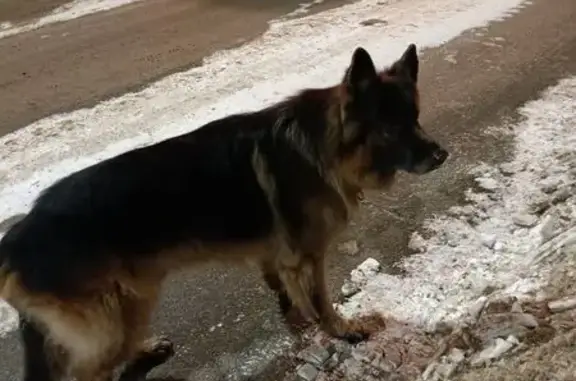 Найдена собака, Чита, фото: Найдена овчарка, ул. Гагарина 7А, Чита