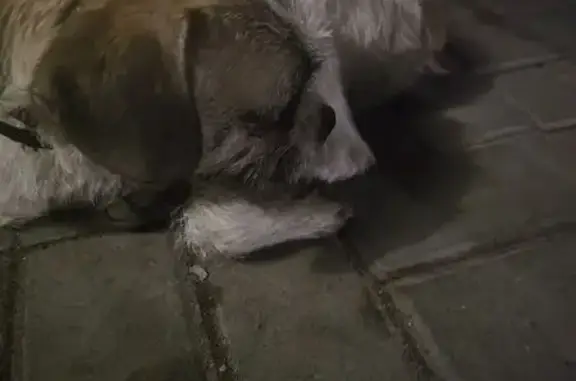 Найденные животные , фото: Найдена собака, ул. Карла Маркса 254, Тамбов