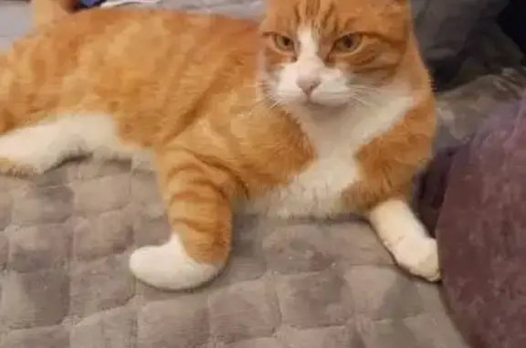 Найдена кошка, Хабаровск, фото: Кошка найдена: Тихоокеанская 60, Хабаровск