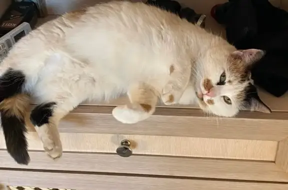 Пропала кошка Муся, ул. Клубничная, 9