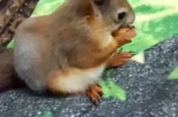 Пропала кошка, Магистральная 1...