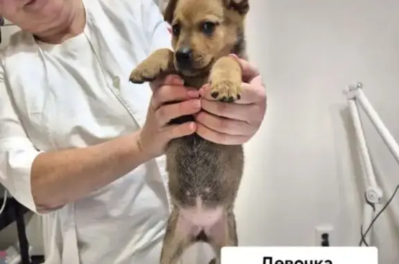 Найдена собака, Оренбург, фото: Щенок найден: пр. Дзержинского, 28, Оренбург