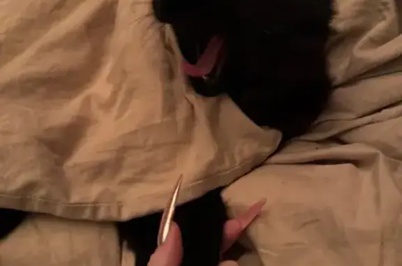 Кошки потеряшки, Горки 21, фото: Потеряшка кошка, 24 Горки