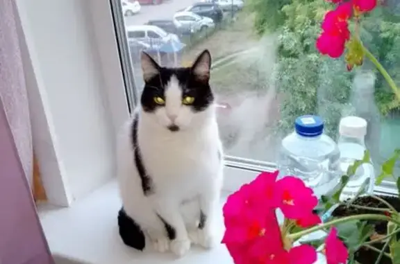 Кошки потеряшки, Пермь, фото: Потеряшка кошка, Закамская 41/2, Пермь