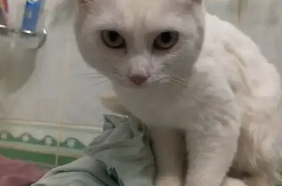 Найдена кошка, Иркутск, фото: Кошка найдена: ул. Р. Люксембург, 174, Иркутск