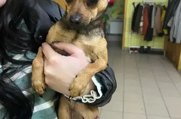 Найдена собака, Омск, фото: Найдена собака, Омск, ул. 70 лет Октября