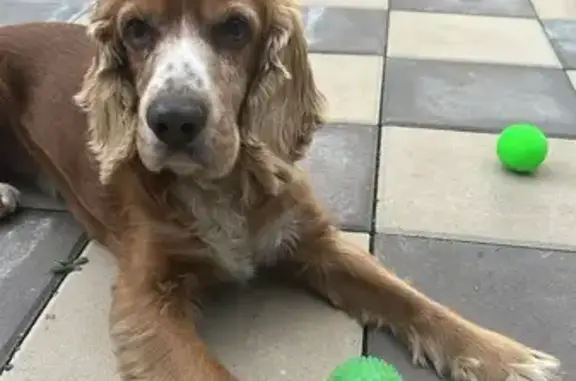 Найдена собака, Батайск, фото: Собака найдена у КБ, ул. 50 лет Октября 223