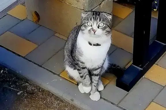 Пропала кошка, Волгоград, обл.