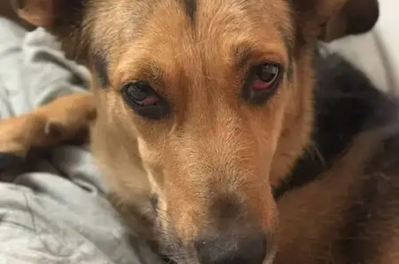 Пропала собака, ул. Быковского 7А, Крск