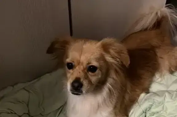 Собака найдена: ул. Достоевского 127