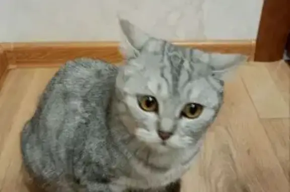 Найдена кошка, , фото: Кошка найдена: Вокзальная ул. 61, Рязань