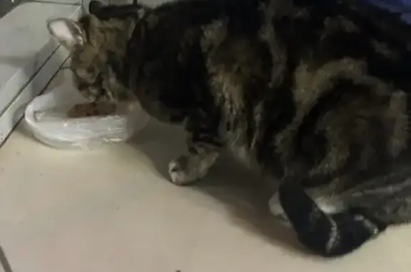 Найдена кошка, Казань, фото: Кошка найдена в магазине на Чуйкова, 77А