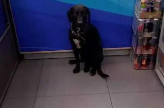 Найдена собака, Ростов-на-Дону, фото: Собака сбита, Портовая 259, Ростов-на-Дону