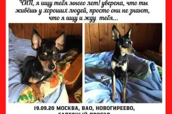 Пропала собака, Новогиреево, Сапёрный пр.