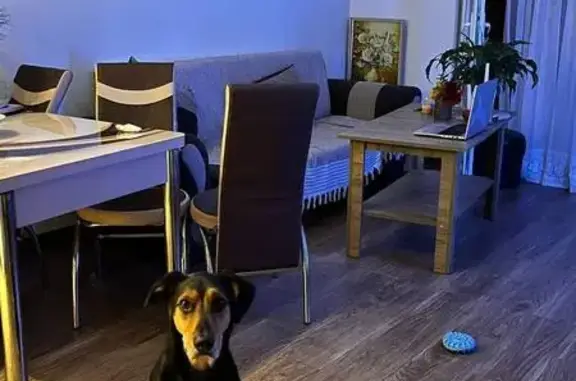 Собаки потеряшки, Москва, фото: Потеряшка собака на Каширском шоссе, 63к1