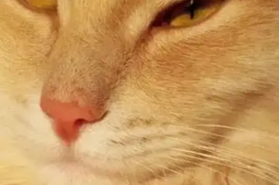 Кошки потеряшки, Челябинск, фото: Потеряшка кошка, ул. Комаровского 5, Челябинск