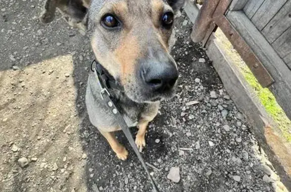 Пропала собака, Рождественская ул., Емельяново