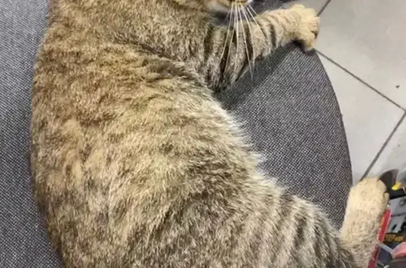 Найдена кошка, Афонино, фото: Кошка найдена в Магните, ул. Магистральная, с17