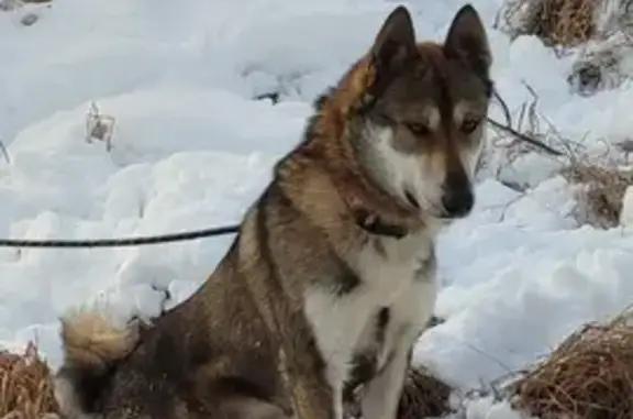 Пропала собака, Омск, Омская обл.