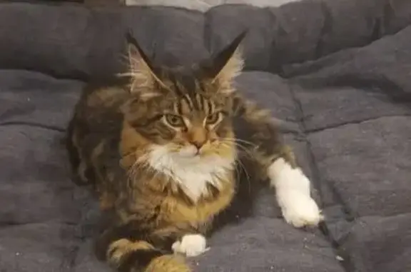 Кошки потеряшки, Почеп, фото: Потеряшка кошка, Почеп, Ново-Полянская ул.