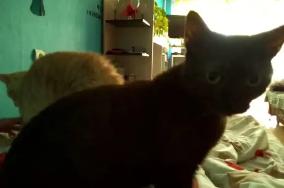 Пропала кошка, пр. Гагарина 14 к1, В. Луки