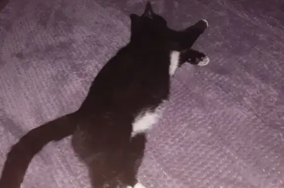 Пропала кошка на ул. Куйбышева, Раменское