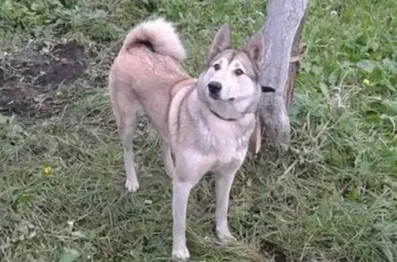 Пропала собака, Сокиринское, Кострома