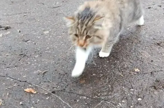 Найдена кошка, Нижний Новгород, фото: Кошка найдена: Юпитерская 6, Н. Новгород