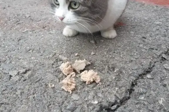 Найдена кошка, Волгоград, фото: Кошка найдена: ул. Хиросимы, 6, Волгоград