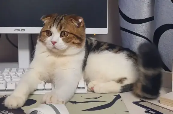 Кошки потеряшки, Павлово, фото: Потеряшка кошка, ул. Маяковского 171, Павлово