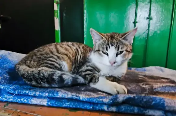 Найдена кошка, Ульяновск, фото: Кошка найдена: Аблукова 15, Ульяновск