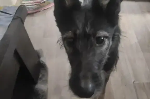 Найдена собака, Красноярск, фото: Собака найдена: ул. Акад. Павлова, 40