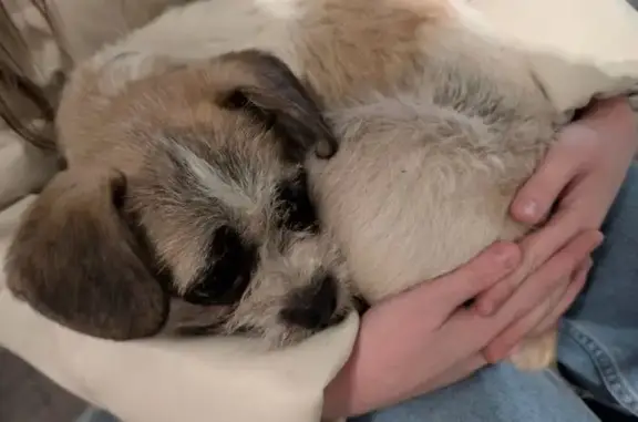 Найденные животные Тамбов, фото: Найдена собака, ул. Советская 83, Тамбов