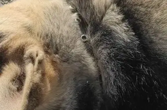 Собака найдена в парке, Советская ул., Иркутск