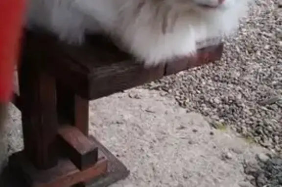 Кошки потеряшки, Хадыженск, фото: Потеряшка кошка, Профсоюзная 141, Хадыженск