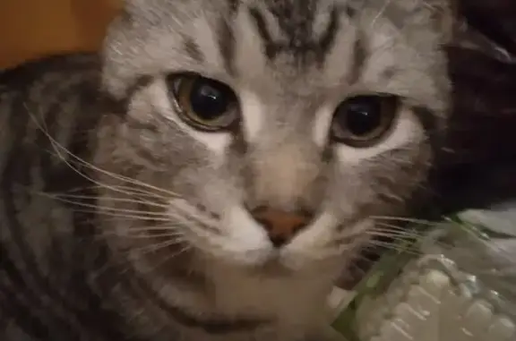 Найдена кошка, Чайковский, фото: Кошка найдена: Советская 16/2, Чайковский