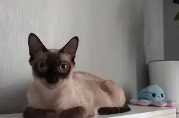 Пропала кошка, Широкая ул. 67, Елизаветинская