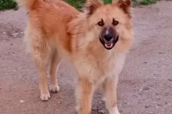 Пропала собака, Вокзальная 6, Саяногорск