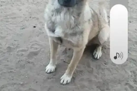 Пропала собака, Чита, Каштак, дачи