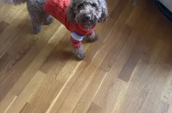 Найдена собака, Химки, фото: Найдена собака на Моховой улице, Москва