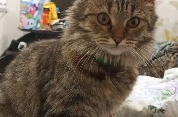 Пропала кошка, ул. Краностроителей 28, Ржев