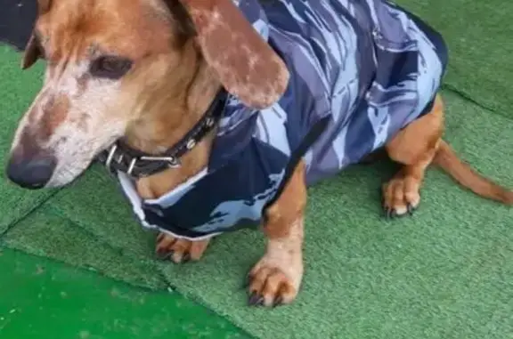 Пропала тигровая такса, Сибирская ул.