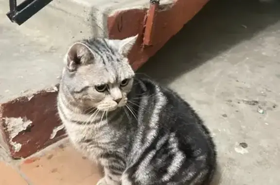 Найдена кошка, Йошкар-Ола, фото: Кошка найдена: бульвар Ураева, 10