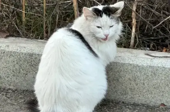 Найдена кошка, Москва, фото: Найдена белая кошка, Люблинская ул.