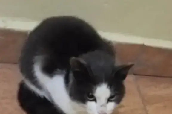 Найдена кошка, Тюмень, фото: Кошка найдена на ул. Салтыкова-Щедрина, 58